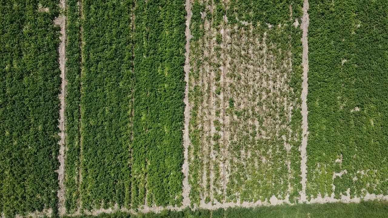 Robuste Kartoffelsorten – Das Low-Input Projekt