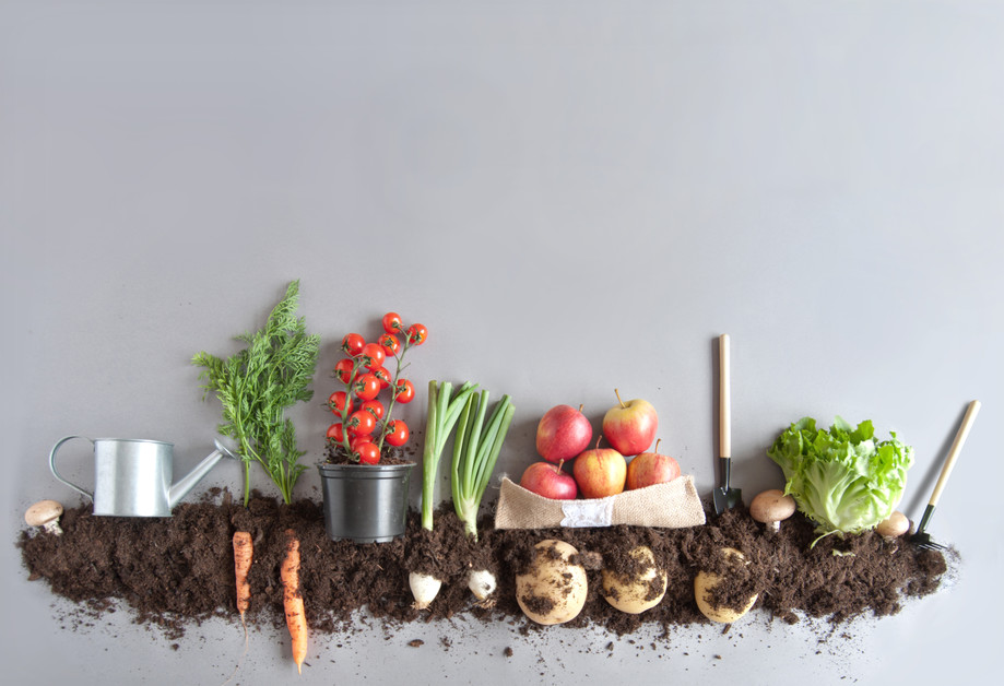 Homegardening mit Herr Dpfel - Kartoffelfacts - Kartoffel